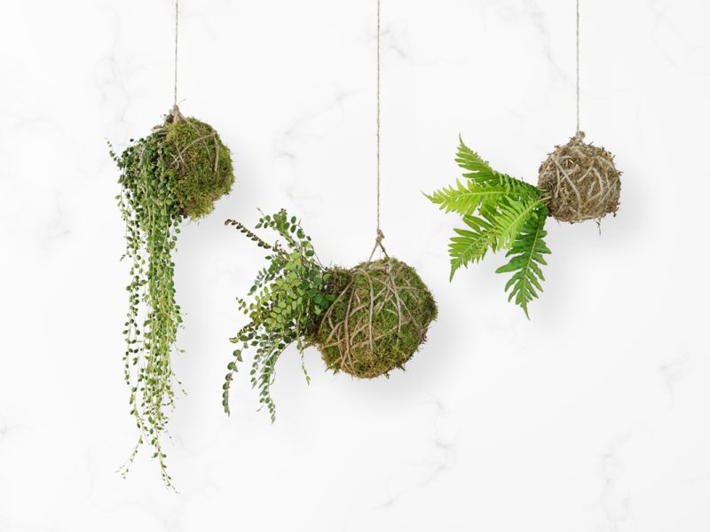 kokedama